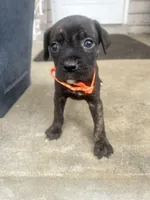 Girl - Orange , a female Boxer and Cane Corso for sale in Louisville, KY – Photo 1 of 9