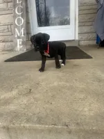 Red - Girl , a female Boxer and Cane Corso for sale in Louisville, KY – Photo 8 of 8