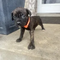 Orange - Girl , a female Boxer and Cane Corso for sale in Louisville, KY – Photo 1 of 9