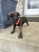 Girl - Orange , a female Boxer and Cane Corso for sale in Louisville, KY – Photo 4 of 9