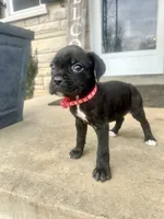 Red - Girl , a female Boxer and Cane Corso for sale in Louisville, KY – Photo 7 of 8