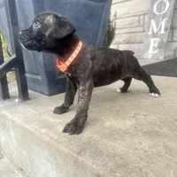 Orange - Girl , a female Boxer and Cane Corso for sale in Louisville, KY – Photo 9 of 9