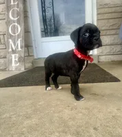 Red - Girl , a female Boxer and Cane Corso for sale in Louisville, KY – Photo 5 of 8