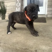 Orange - Girl , a female Boxer and Cane Corso for sale in Louisville, KY – Photo 5 of 9