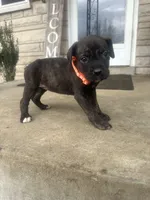 Girl - Orange , a female Boxer and Cane Corso for sale in Louisville, KY – Photo 3 of 9