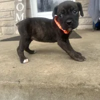 Orange - Girl , a female Boxer and Cane Corso for sale in Louisville, KY – Photo 4 of 9