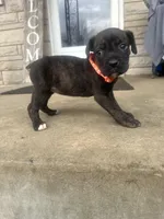 Girl - Orange , a female Boxer and Cane Corso for sale in Louisville, KY – Photo 5 of 9