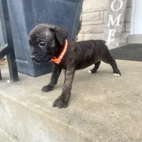 Orange - Girl , a female Boxer and Cane Corso for sale in Louisville, KY – Photo 2 of 9