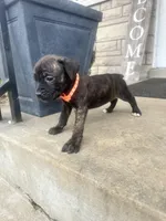Girl - Orange , a female Boxer and Cane Corso for sale in Louisville, KY – Photo 9 of 9