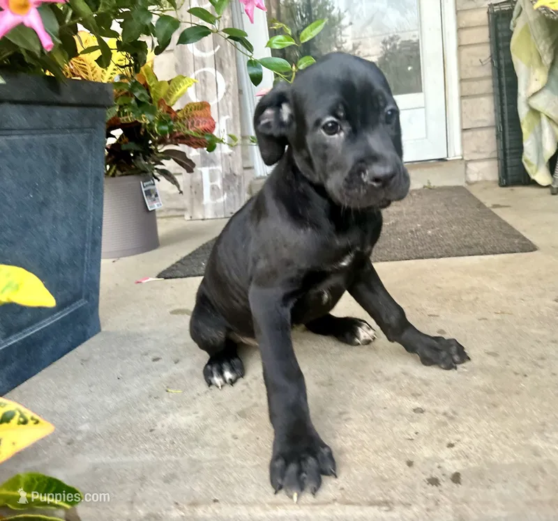 Lola  – Cane Corso puppy for sale in Louisville, KY