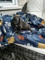 Girl # 6, a female Cane Corso for sale in Louisville, KY – 6 of 9