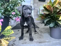 Sadie - Cane Corso pup , a female Cane Corso for sale in Louisville, KY – 5 of 10