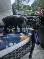 Boy #1, a male Cane Corso for sale in Louisville, KY – 10 of 10