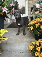 Sadie - Cane Corso , a female Cane Corso for sale in Louisville, KY – 6 of 10