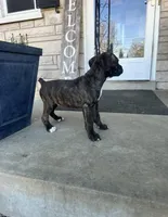 Girl #3 , a female Boxer and Cane Corso for sale in Louisville, KY – Photo 5 of 7