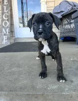 Girl #3 , a female Boxer and Cane Corso for sale in Louisville, KY – Photo 4 of 7