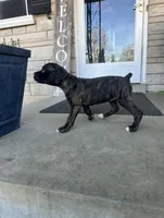 Girl #3 , a female Boxer and Cane Corso for sale in Louisville, KY – Photo 6 of 7
