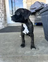 Girl #3 , a female Boxer and Cane Corso for sale in Louisville, KY – Photo 1 of 7
