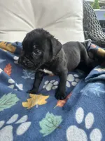 Girl # 1, a female Cane Corso for sale in Louisville, KY – 7 of 10