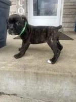 Green - Boy , a male Boxer and Cane Corso for sale in Louisville, KY – Photo 4 of 7
