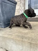 Green - Boy , a male Boxer and Cane Corso for sale in Louisville, KY – Photo 3 of 7