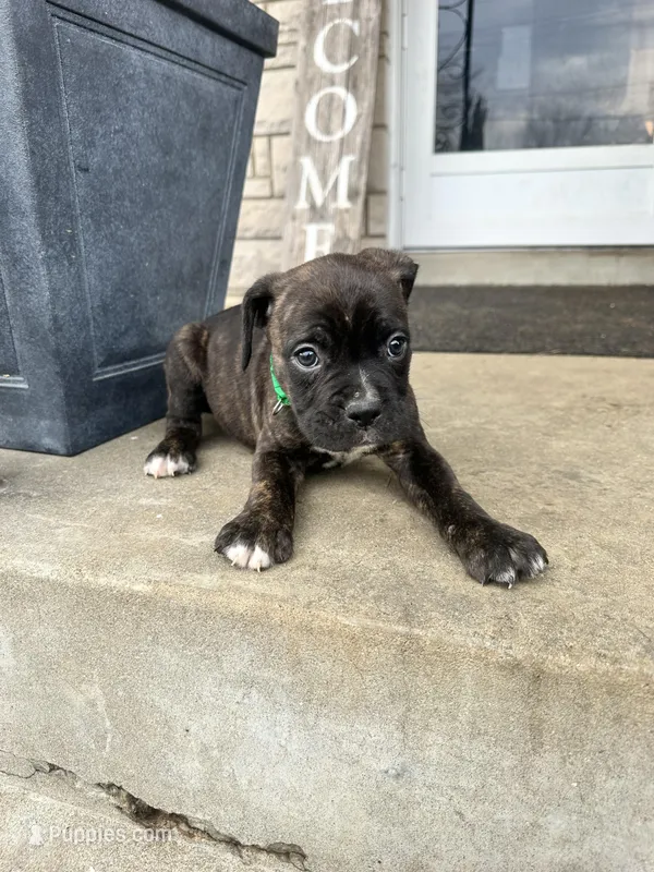 Green - Available Now!!! 