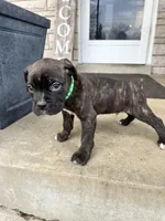 Green - Boy , a male Boxer and Cane Corso for sale in Louisville, KY – Photo 5 of 7