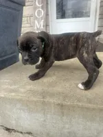 Green - Boy , a male Boxer and Cane Corso for sale in Louisville, KY – Photo 2 of 7