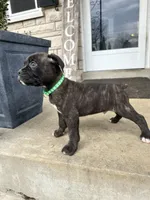 Green - Boy , a male Boxer and Cane Corso for sale in Louisville, KY – Photo 1 of 7