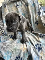 Girl # 3 , a female Cane Corso for sale in Louisville, KY – 3 of 10