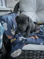 Boy #1, a male Cane Corso for sale in Louisville, KY – 7 of 10