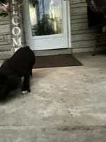 Boy #3 updated , a male Cane Corso for sale in Louisville, KY – 7 of 10