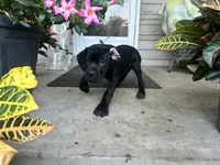 Lola , a female Cane Corso for sale in Louisville, KY – 7 of 10