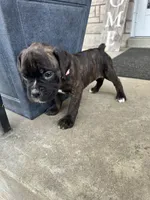 Pink - Boy , a male Boxer and Cane Corso for sale in Louisville, KY – Photo 9 of 9