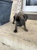Pink - Boy , a male Boxer and Cane Corso for sale in Louisville, KY – Photo 2 of 9