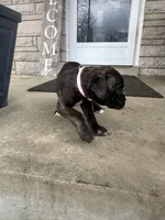 Pink - Boy , a male Boxer and Cane Corso for sale in Louisville, KY – Photo 8 of 9