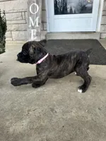 Pink - Boy , a male Boxer and Cane Corso for sale in Louisville, KY – Photo 6 of 9