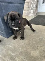 Pink - Boy , a male Boxer and Cane Corso for sale in Louisville, KY – Photo 7 of 9