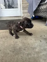 Pink - Boy , a male Boxer and Cane Corso for sale in Louisville, KY – Photo 5 of 9