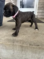 Pink - Boy , a male Boxer and Cane Corso for sale in Louisville, KY – Photo 4 of 9