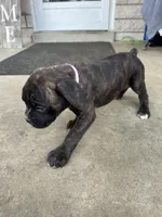 Pink - Boy , a male Boxer and Cane Corso for sale in Louisville, KY – Photo 1 of 9