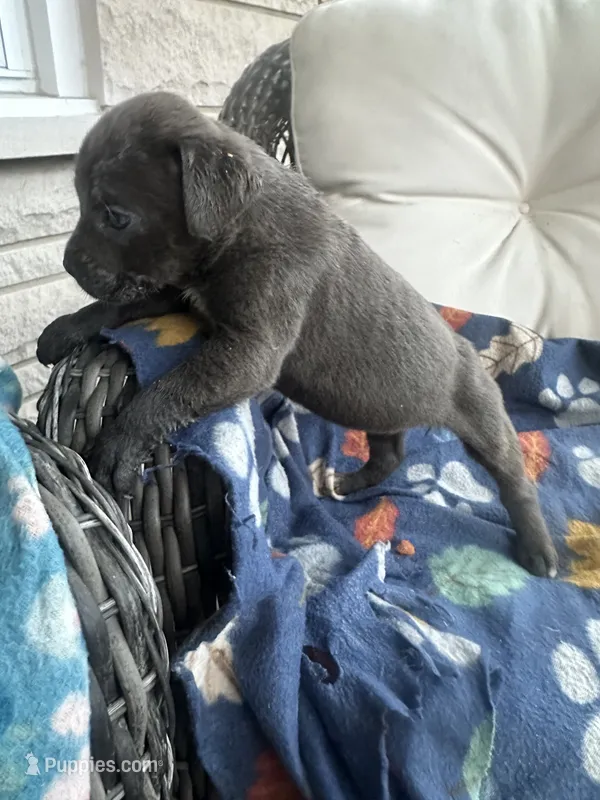 Girl # 3 – Cane Corso puppy for sale in Louisville, KY