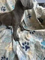 Girl #3 updated , a female Cane Corso for sale in Louisville, KY – 8 of 10