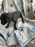 Boy # 2 , a male Cane Corso for sale in Louisville, KY – 8 of 10