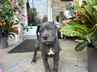 Sadie , a female Cane Corso for sale in Louisville, KY – 7 of 9