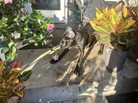 Layla, a female Cane Corso for sale in Louisville, KY – 6 of 9