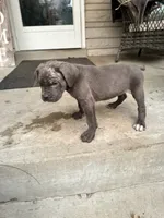 Girl #3 updated , a female Cane Corso for sale in Louisville, KY – 2 of 10