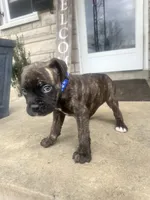 Blue - Boy , a male Boxer and Cane Corso for sale in Louisville, KY – Photo 6 of 9