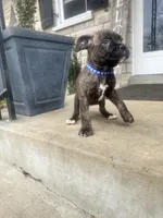 Blue - Boy , a male Boxer and Cane Corso for sale in Louisville, KY – Photo 9 of 9