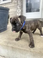 Blue - Boy , a male Boxer and Cane Corso for sale in Louisville, KY – Photo 4 of 9